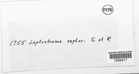 Leptostromella septorioides image